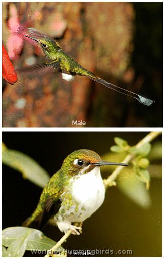 Hummingbird Garden Catalog: Booted Racket-Tail